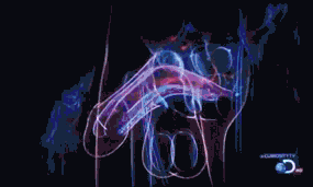 ----14~1.GIF