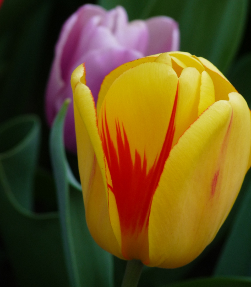 bdaytulip3.JPG
