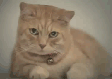 ----14~1.GIF
