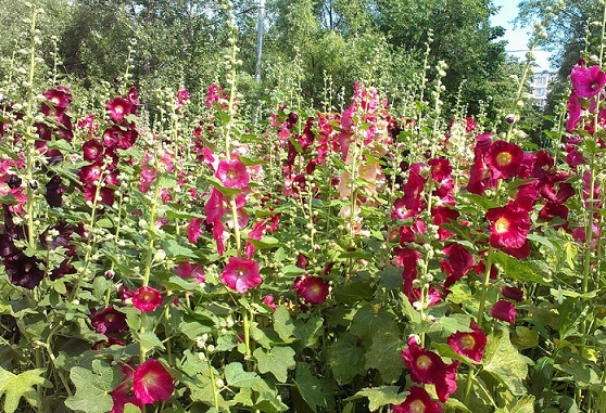 IMAG0205.jpg
